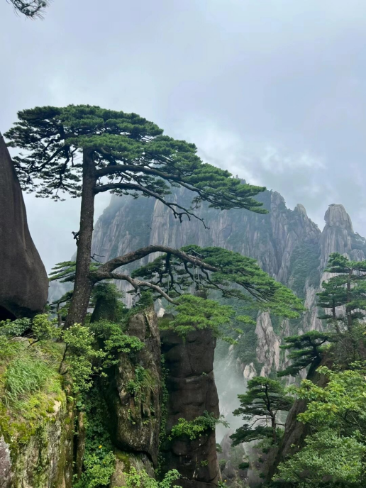 策略宝 探秘黄山西武岭：黟县“五黑”特色农业产业孕育的琥珀黄金汤——黟红   _大皖新闻 | 安徽网
