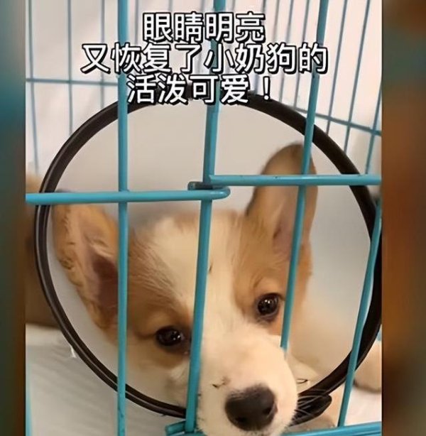 天牛配资 2个月柯基病重被弃路边，迷茫等主人，好心人出手救命